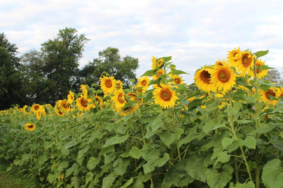 Sunflower Blooming Flowers field