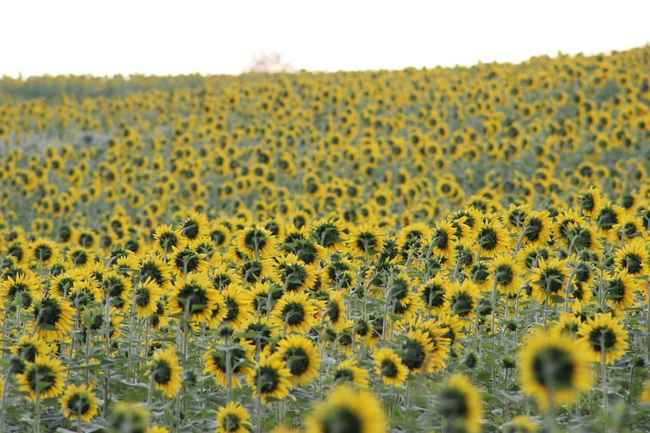 beautiful Sunflower Blooming Flowers