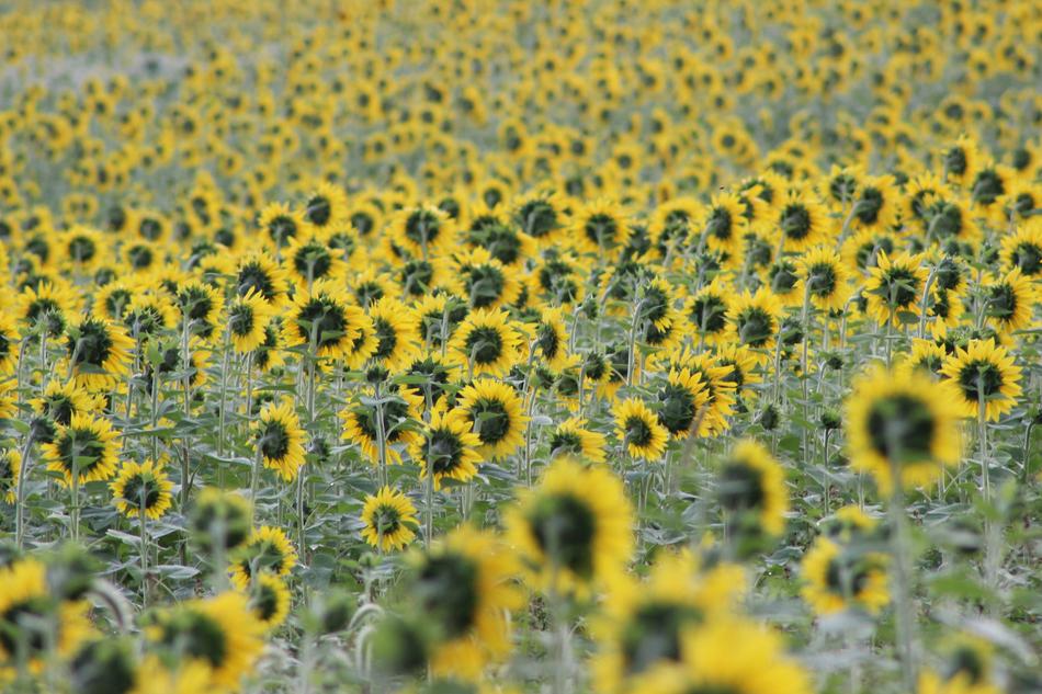 romantic Sunflower Flowers