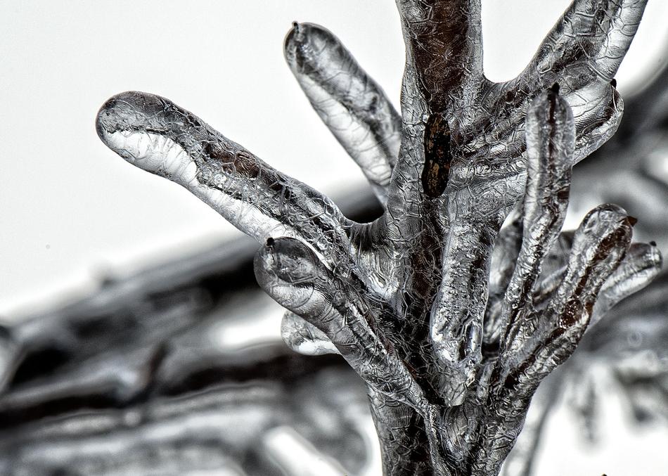 Tree Freeze Ice