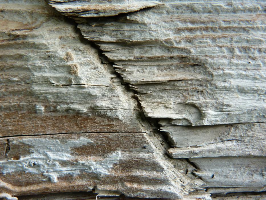 Wood Macro Detail
