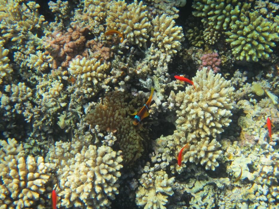 Red Sea Coral Egypt