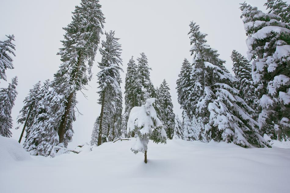Winter Snowy Trees