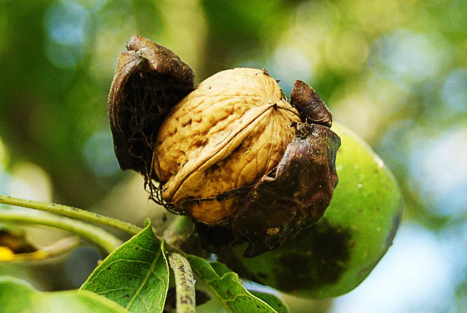 Nuts Fall Harvest