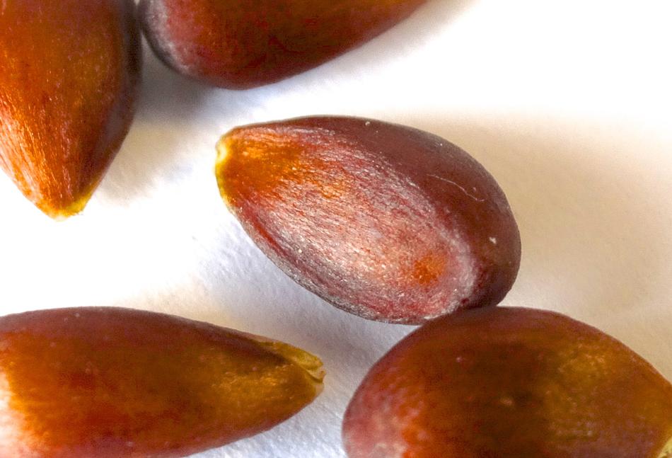 Cores Seeds Apple