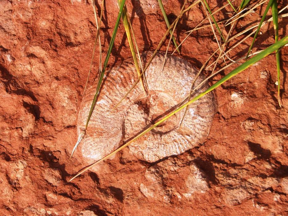 Snail Rock