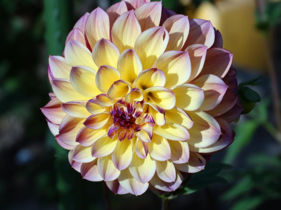 wondrous Dhali Flower