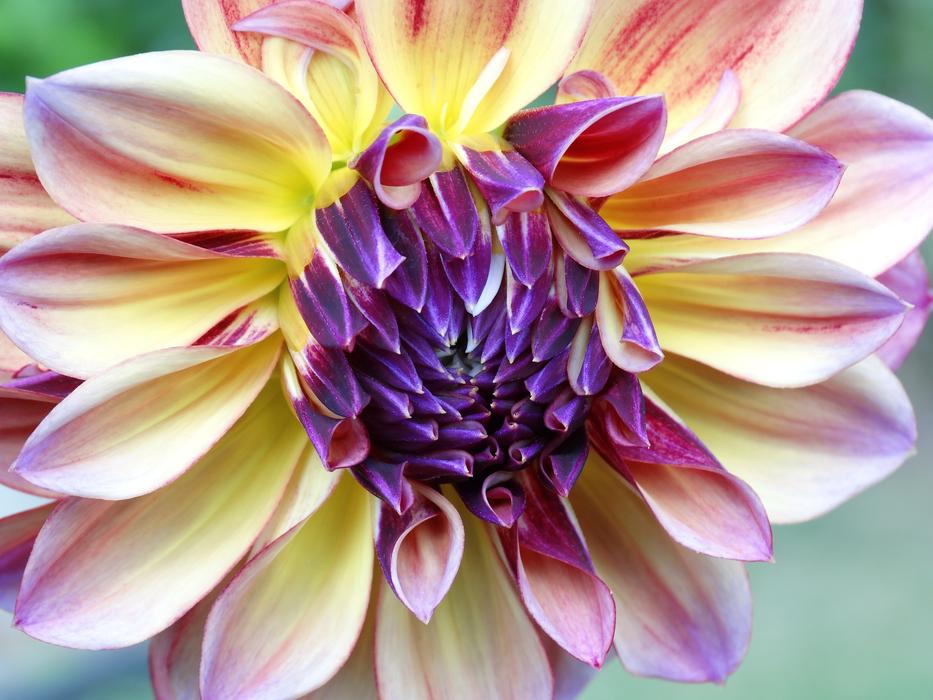 Close-up of the colorful and beautiful, gradient Dhali flower, at blurred background
