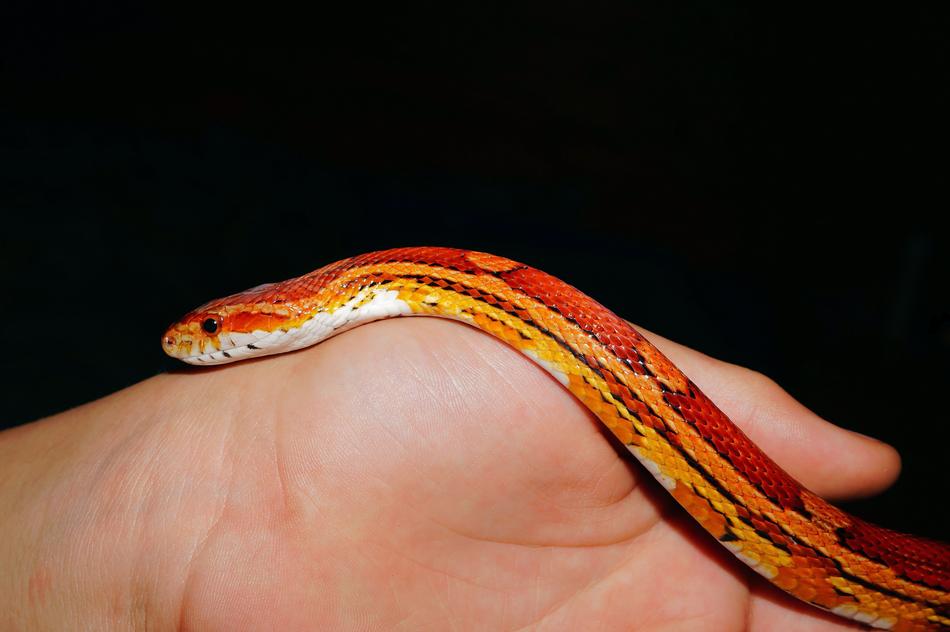 Snake Corn Reptile