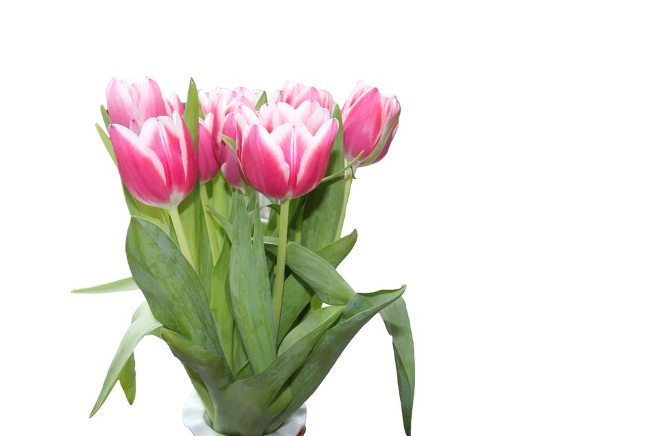 Bouquet of tulips on white background