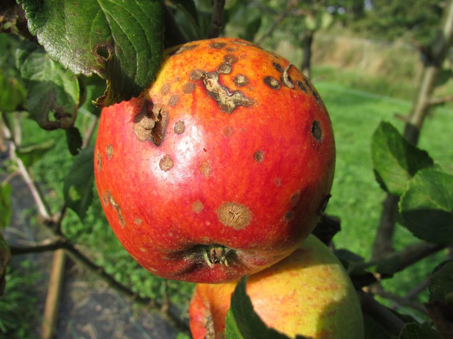 Apple Blight Decay