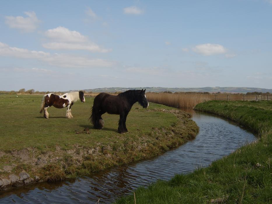 Horses Stream Water