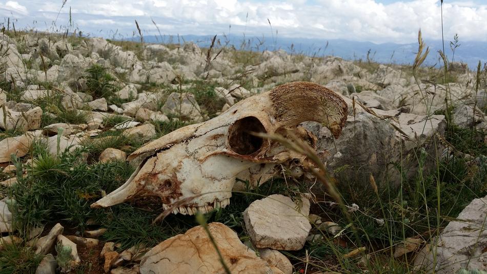 Skull Sheep Skeleton