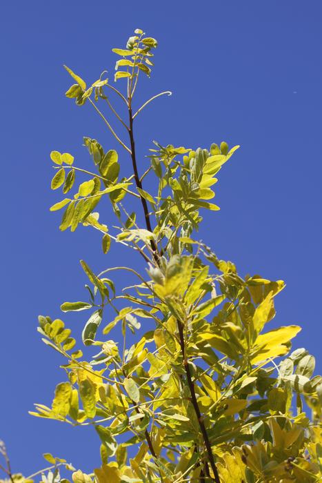 Gleditsia Leather Sleeves Tree