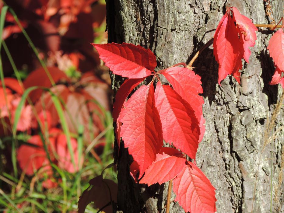Wine Partner Parthenocissus