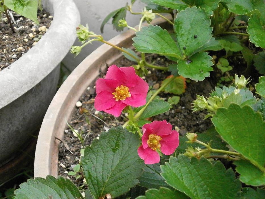 Strawberry Flower Of