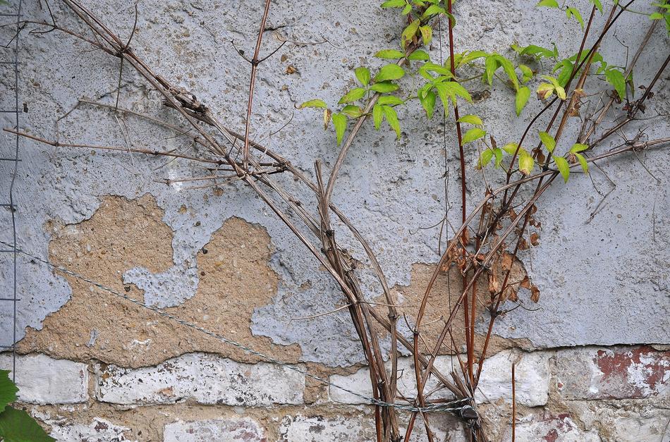 Wall Plaster Ranke