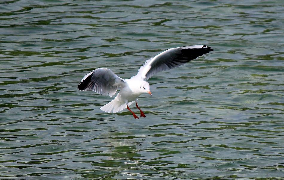 Gull Flight Flying