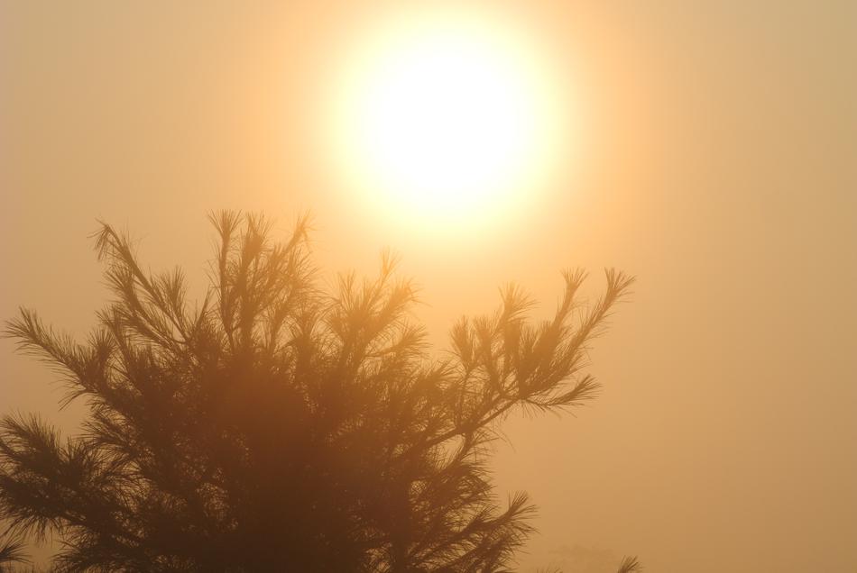 Sunrise Wood Solar