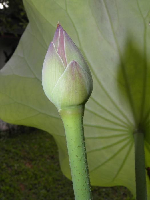 Lotus Button