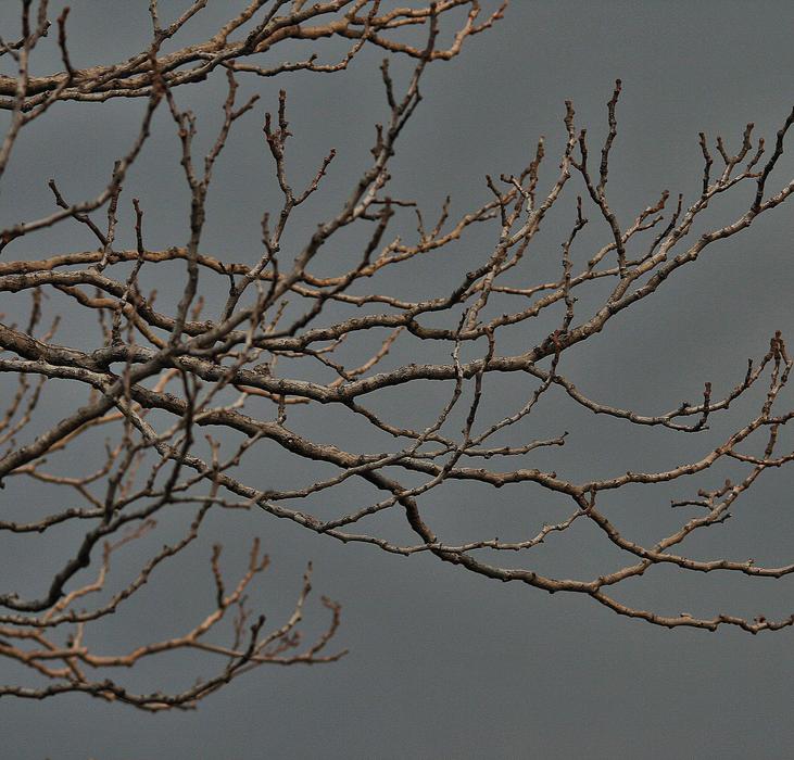 Bare Branches Tree