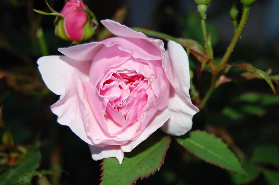 Lady Salisbury Rose