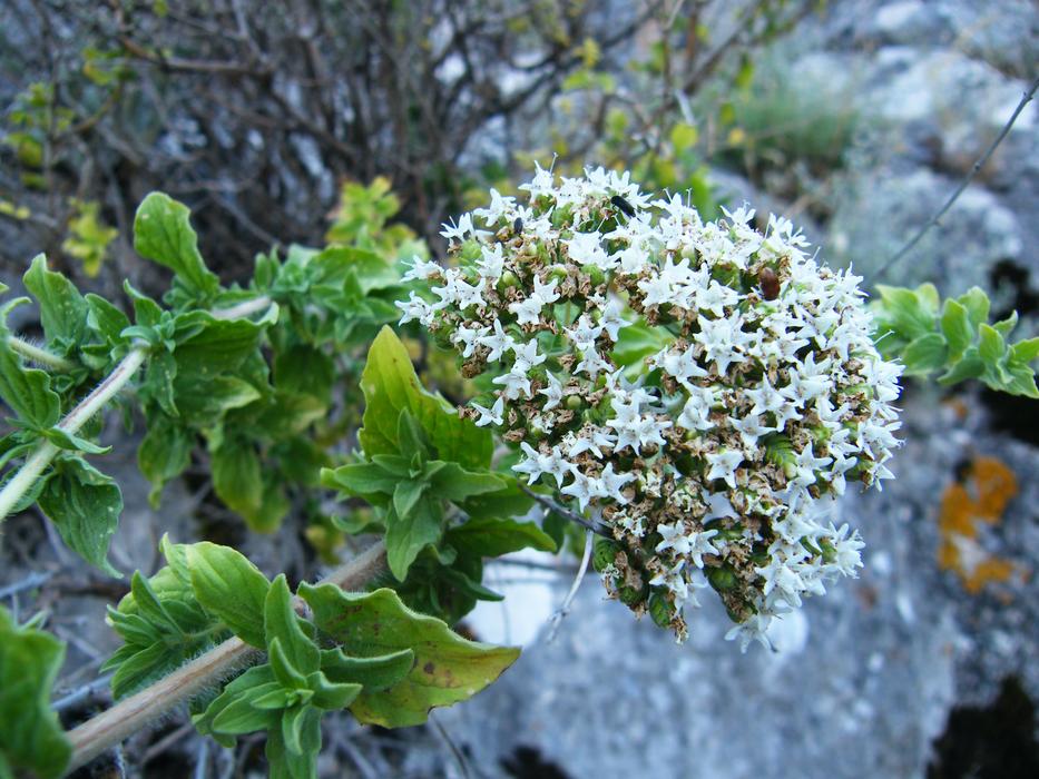 Origanum Onites Thyme flower