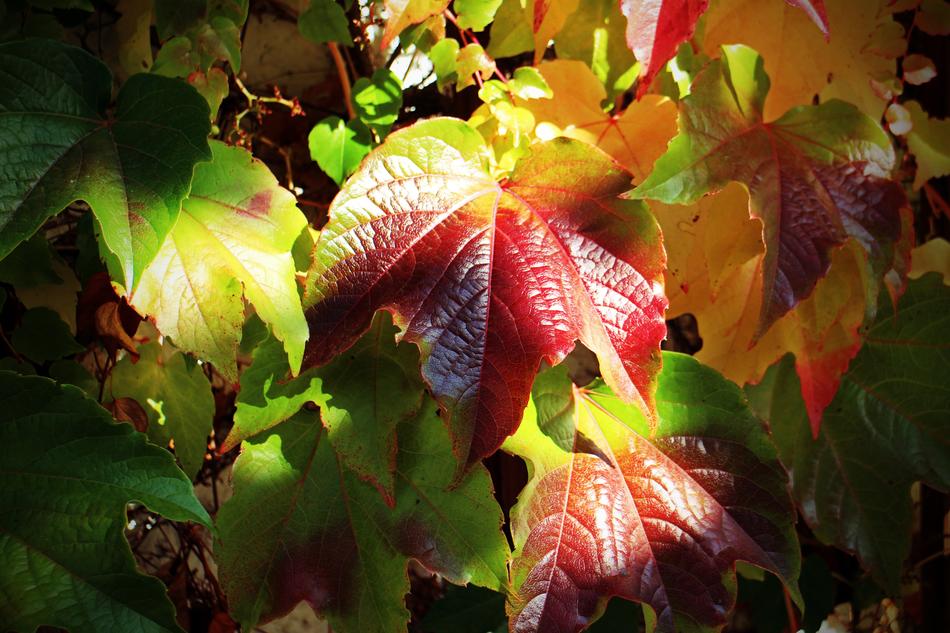 Autumn Leaves Golden