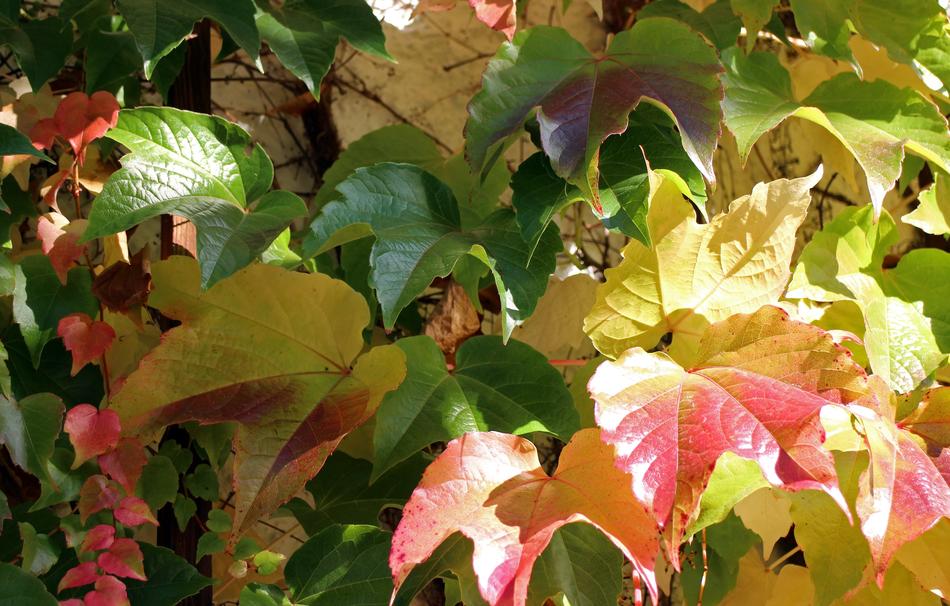 Autumn Leaves Golden