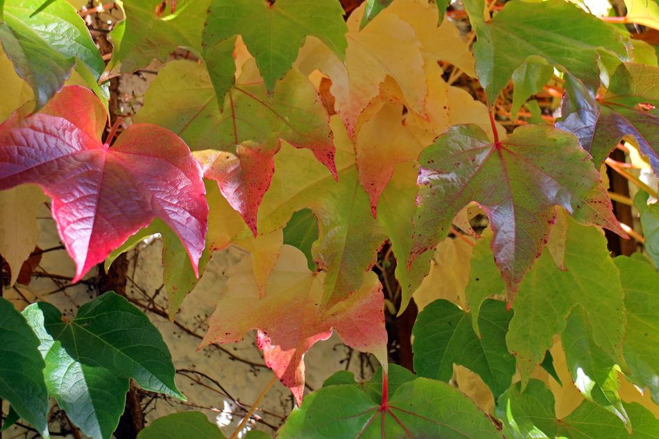 Autumn Leaves Golden