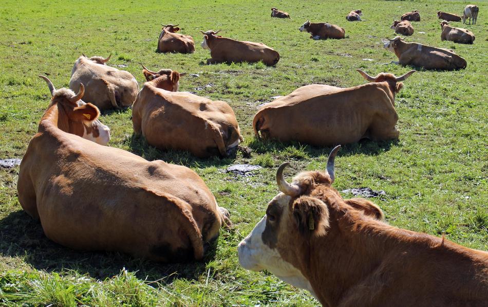 Ruminant Cows