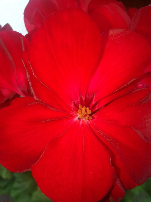 Red Macro Geranium