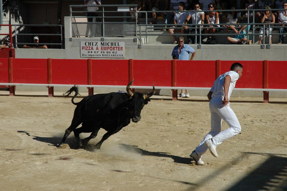 Bull Raseteur