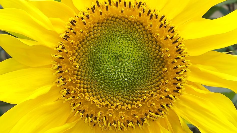 closeup photo of Sunflower Yellow Flower