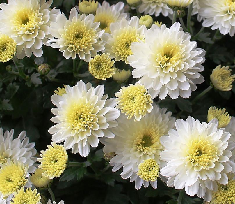 Asters Flowers Bloom