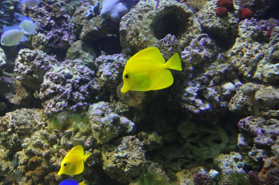 Yellow Surgeon Zebrasoma