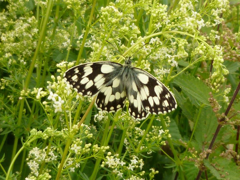 Butterfly Chess