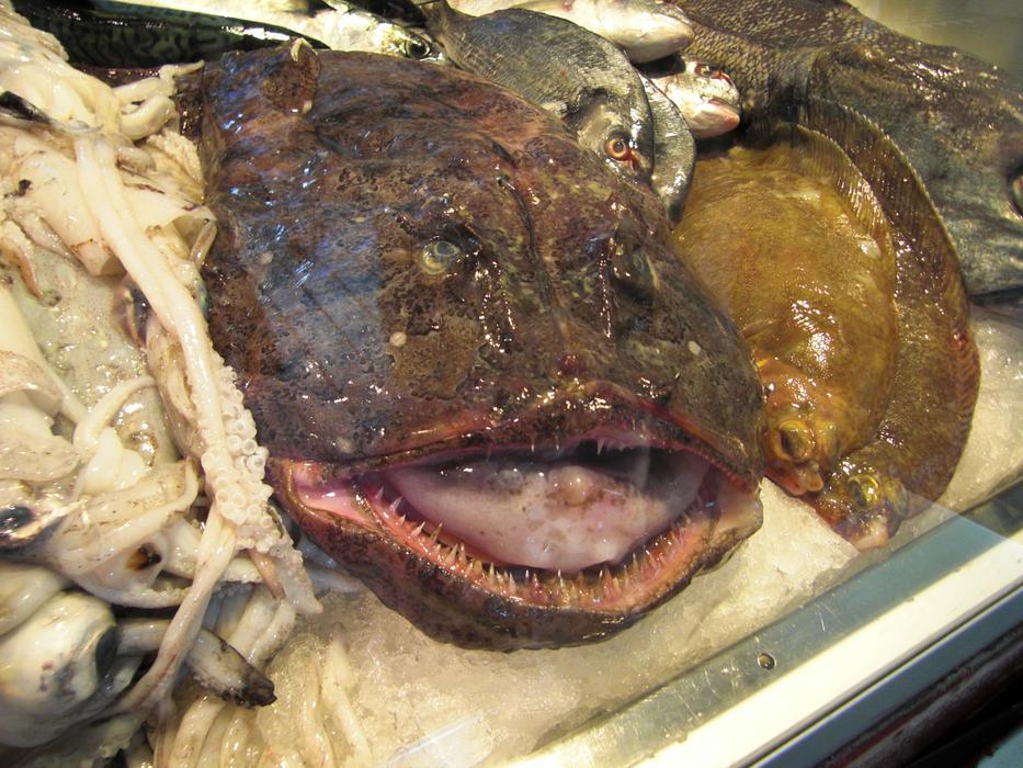 Ugly Monkfish Fish