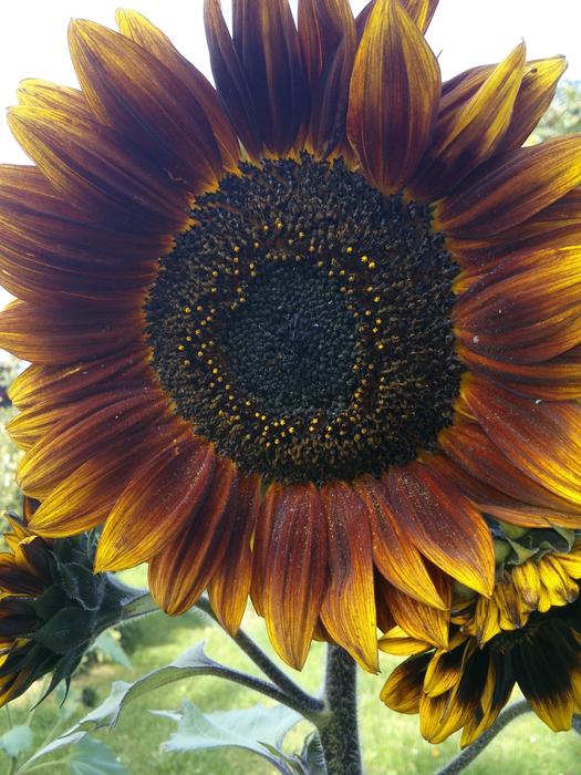 brown yellow sunflower