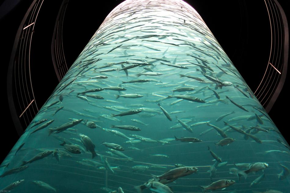 fish in the water at the aquarium