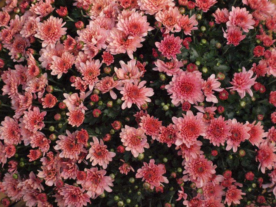 Beautiful, blossoming, pink and red asters in the garden