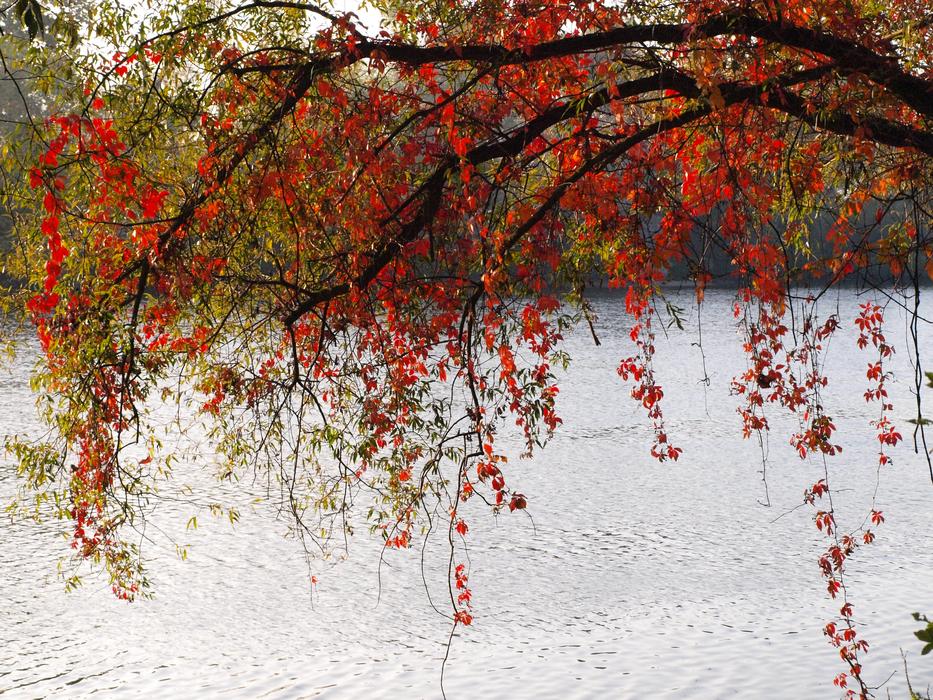 Leaves Red Colorful