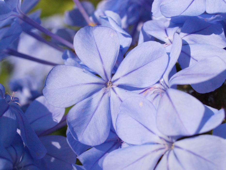 Close-up of the beautiful blooming, violet Auriculata flowers in light