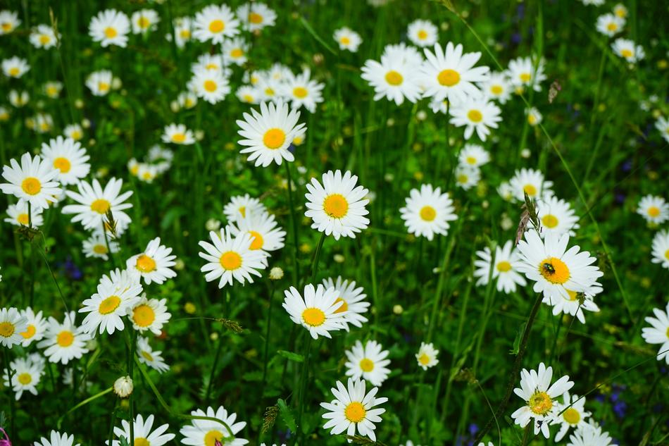 Meadows Daisies Flowers