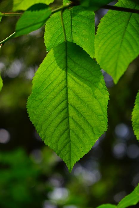 Leaf Ribs Hornbeam