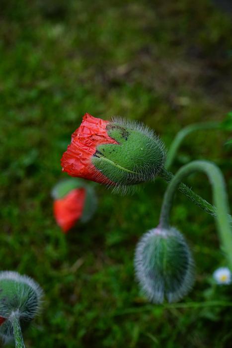 poppy flowers with buds in the garden on a blurred background