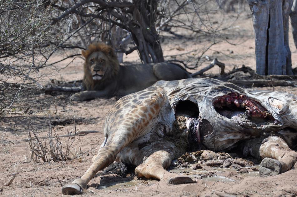 Lion Cadaver Meal