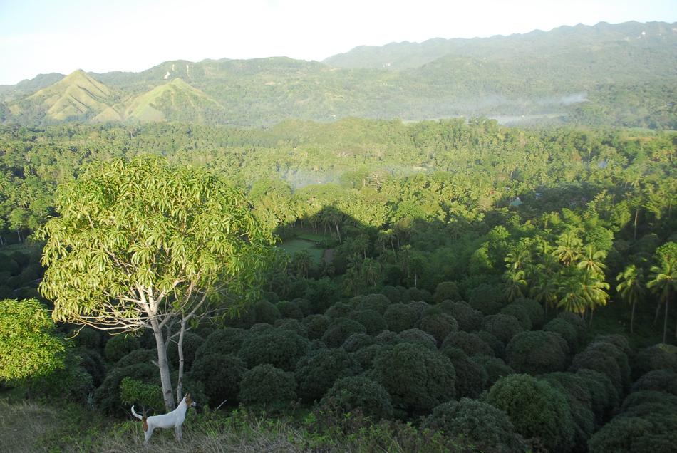 Trees Tropical Agriculture