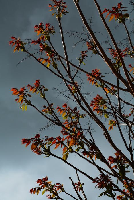Leaves Clouds