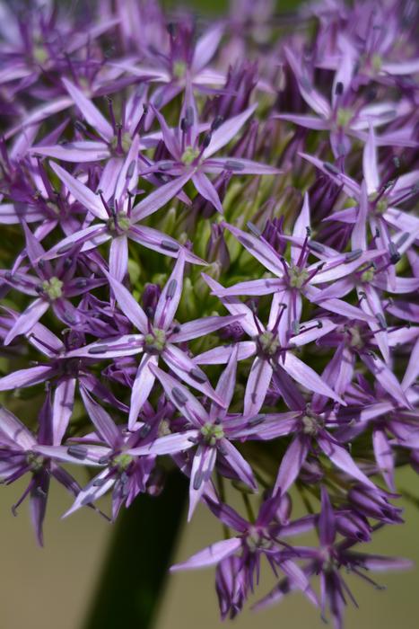 Hagymavirag Purple flowers